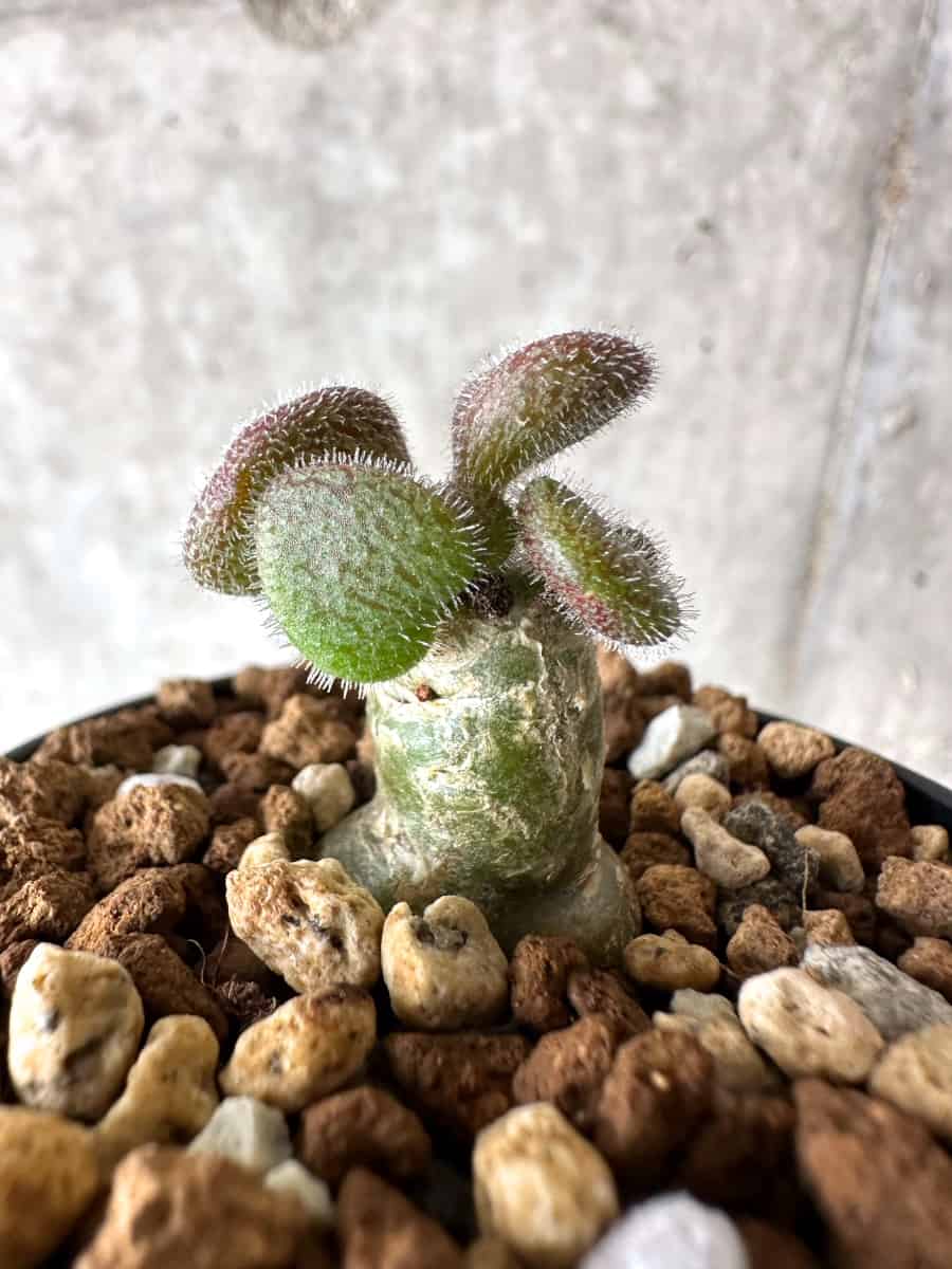 【現品限り】チレコドン・ノルティ【G6】 Tylecodon nolteei