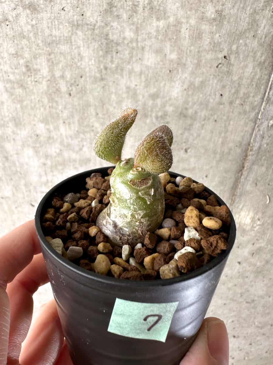 【現品限り】チレコドン・ノルティ【G7】 Tylecodon nolteei