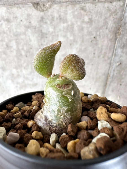 【現品限り】チレコドン・ノルティ【G7】 Tylecodon nolteei