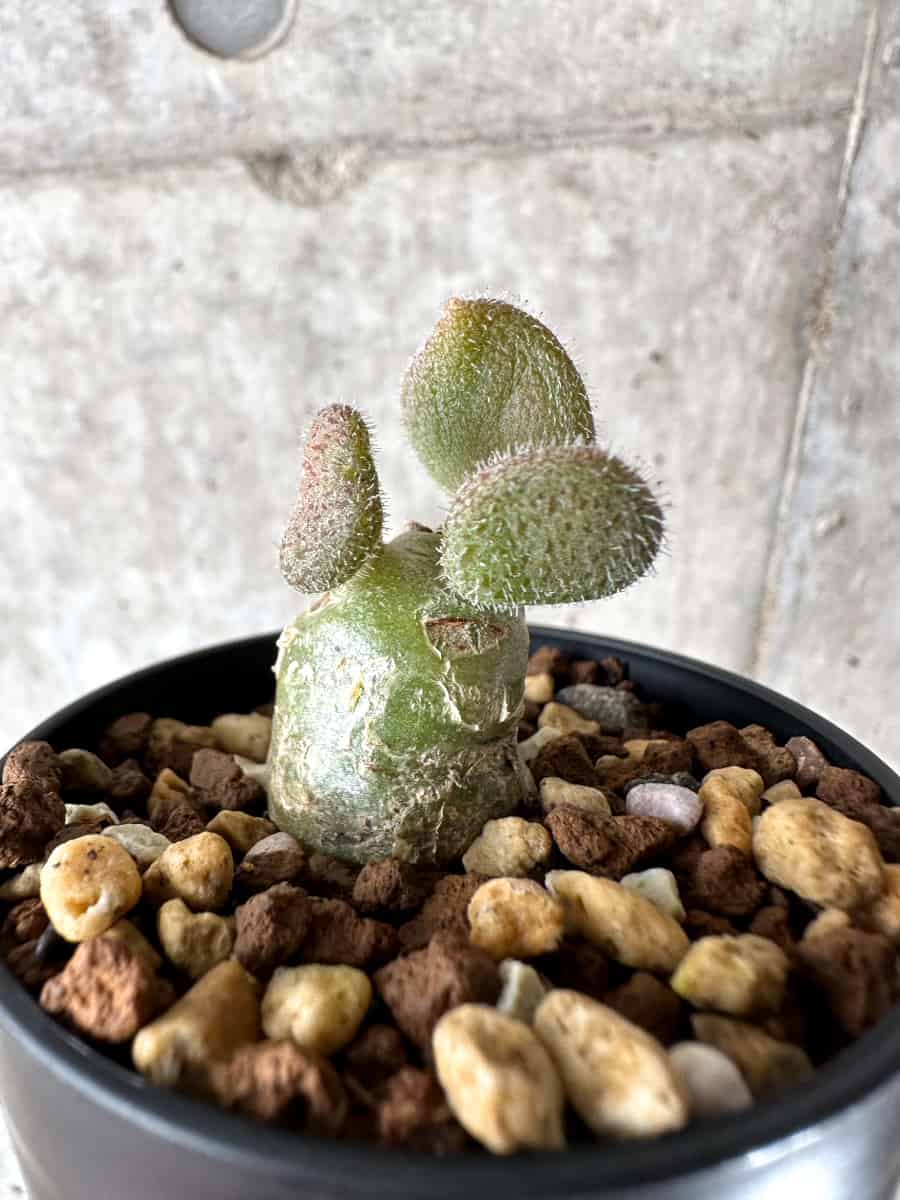 【現品限り】チレコドン・ノルティ【G7】 Tylecodon nolteei