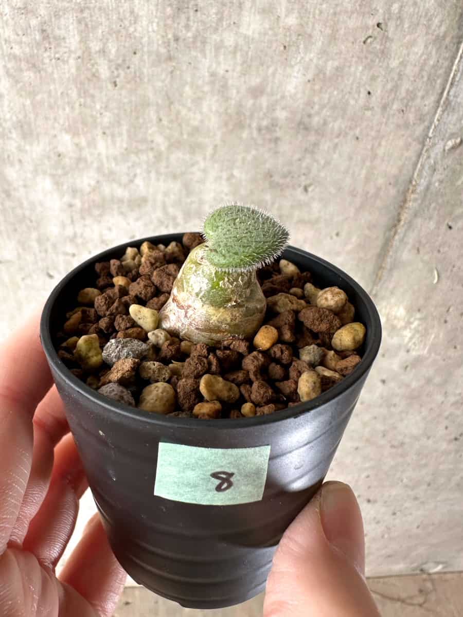 【現品限り】チレコドン・ノルティ【G8】 Tylecodon nolteei