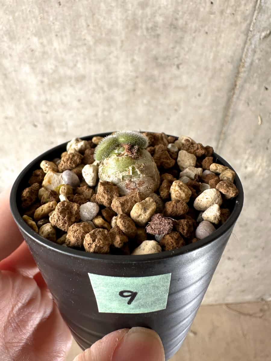 【現品限り】チレコドン・ノルティ【G9】 Tylecodon nolteei