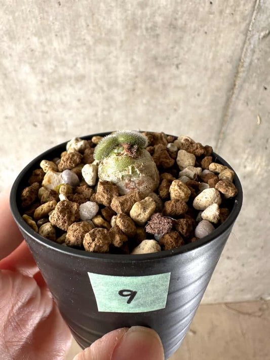 【現品限り】チレコドン・ノルティ【G9】 Tylecodon nolteei