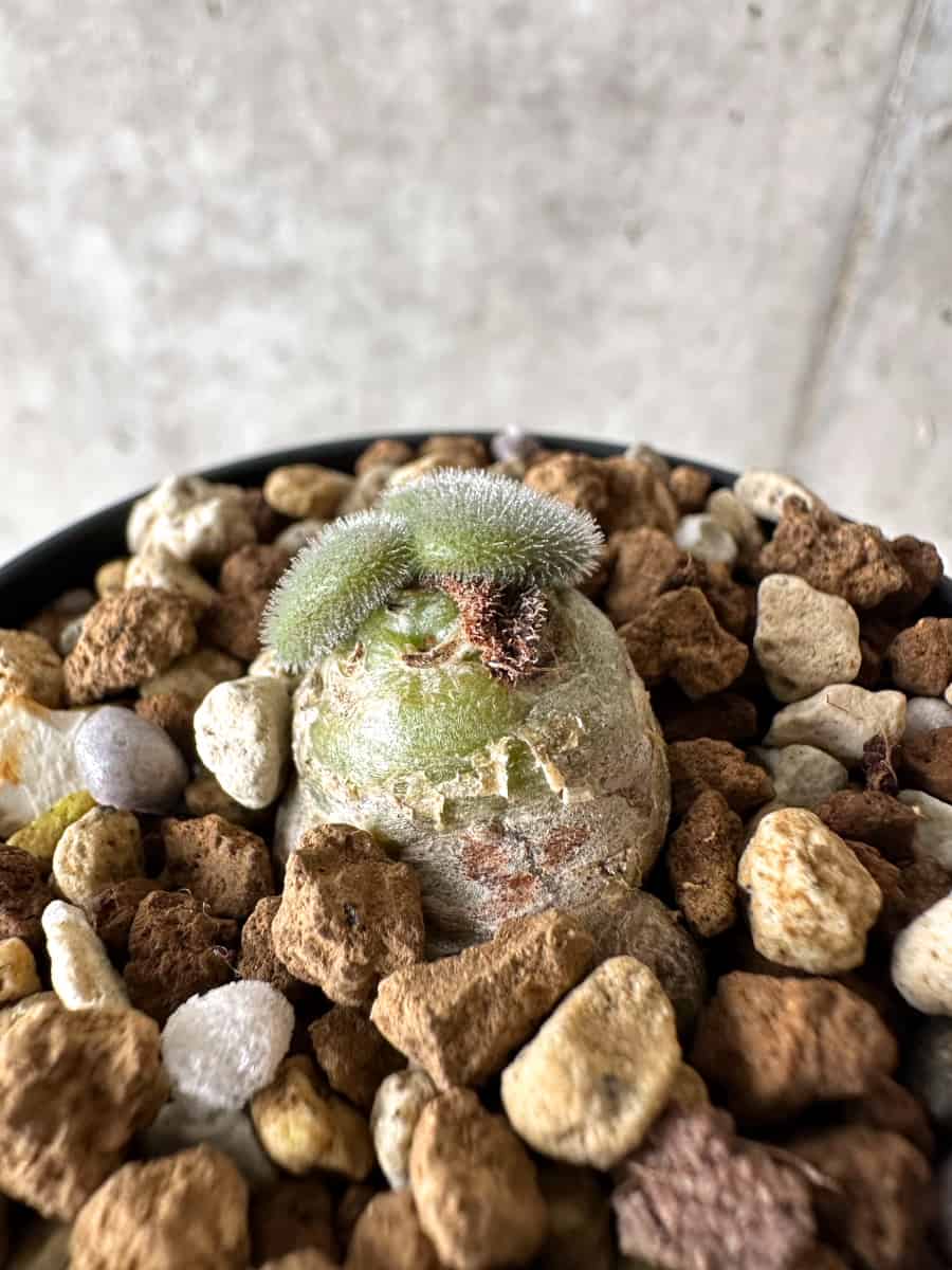 【現品限り】チレコドン・ノルティ【G9】 Tylecodon nolteei