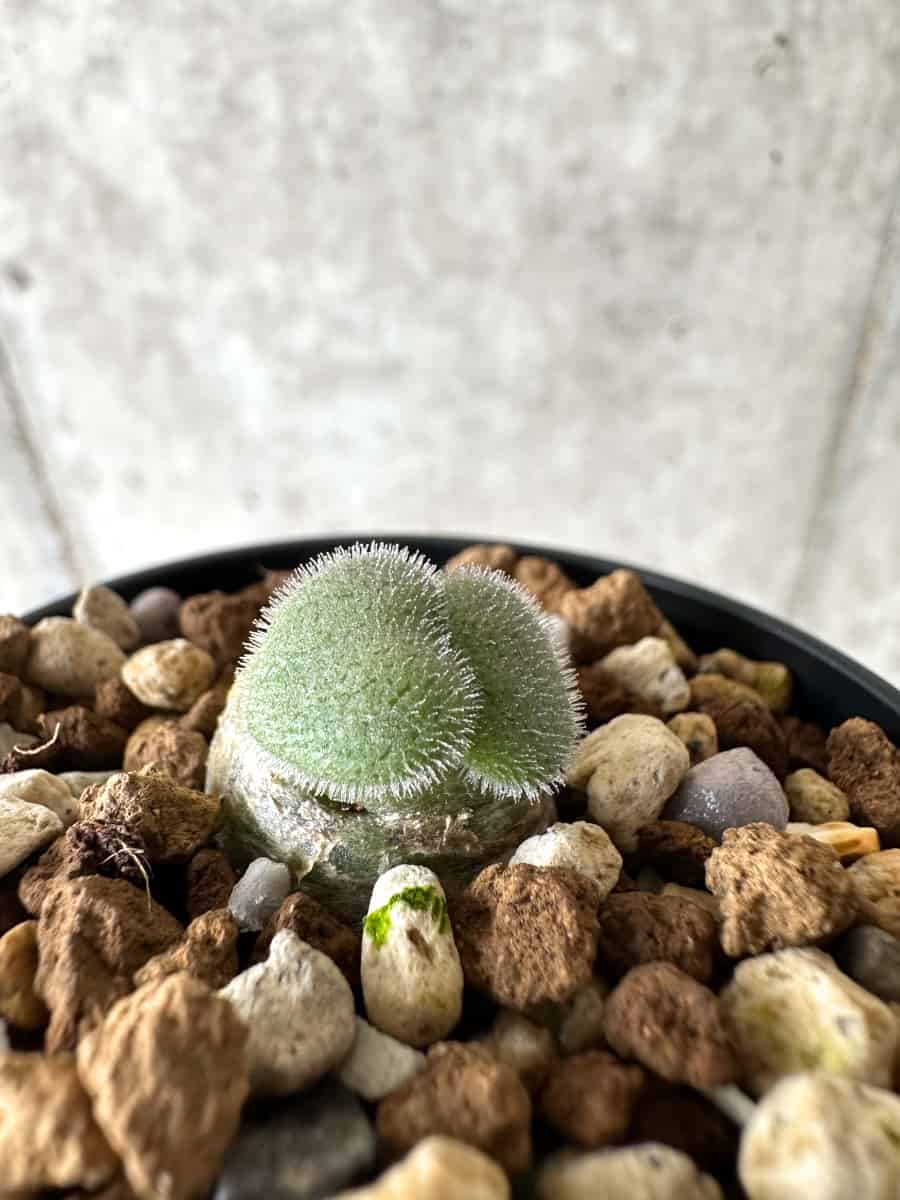 【現品限り】チレコドン・ノルティ【G9】 Tylecodon nolteei