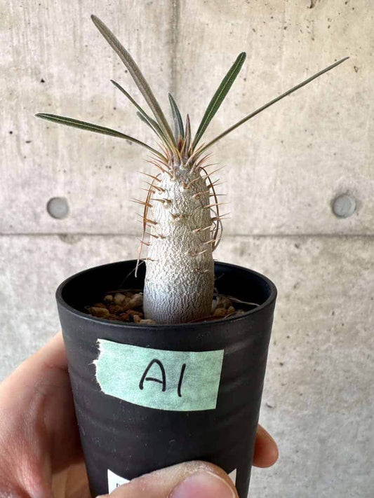 【現品限り】パキポディウム・グラキリス【A1】 Pachypodium gracilius