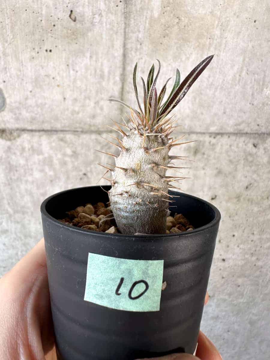 【現品限り】パキポディウム・グラキリス【A10】 Pachypodium gracilius