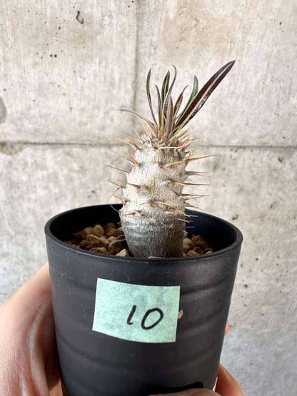 【現品限り】パキポディウム・グラキリス【A10】 Pachypodium gracilius