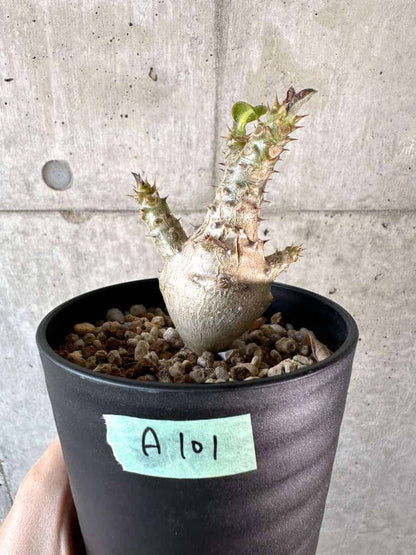 【現品限り】パキポディウム・ウィンゾリー 実生【A101】 Pachypodium windsorii