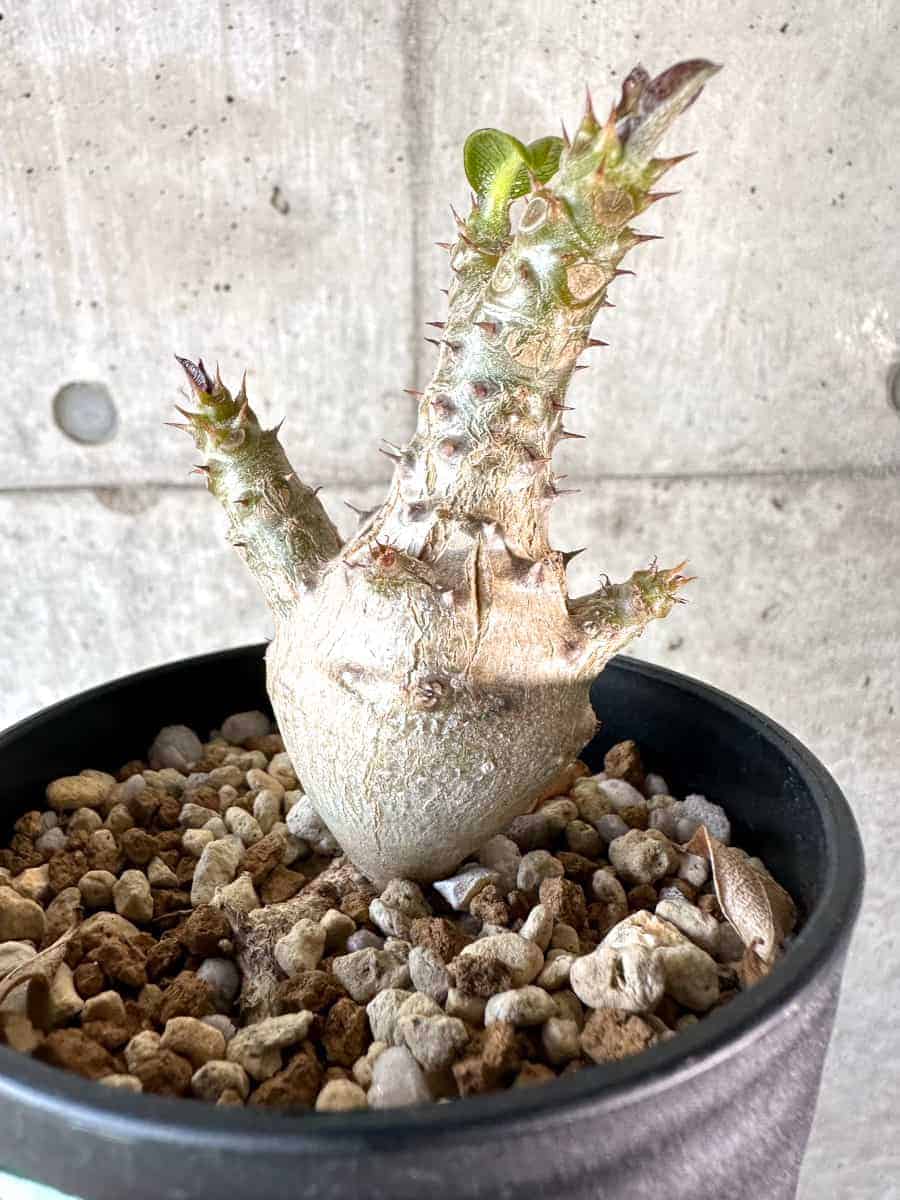 現品限り】パキポディウム・ウィンゾリー 実生【A101】 Pachypodium