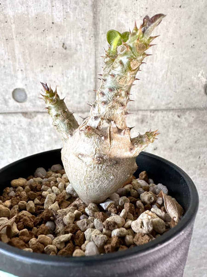 【現品限り】パキポディウム・ウィンゾリー 実生【A101】 Pachypodium windsorii