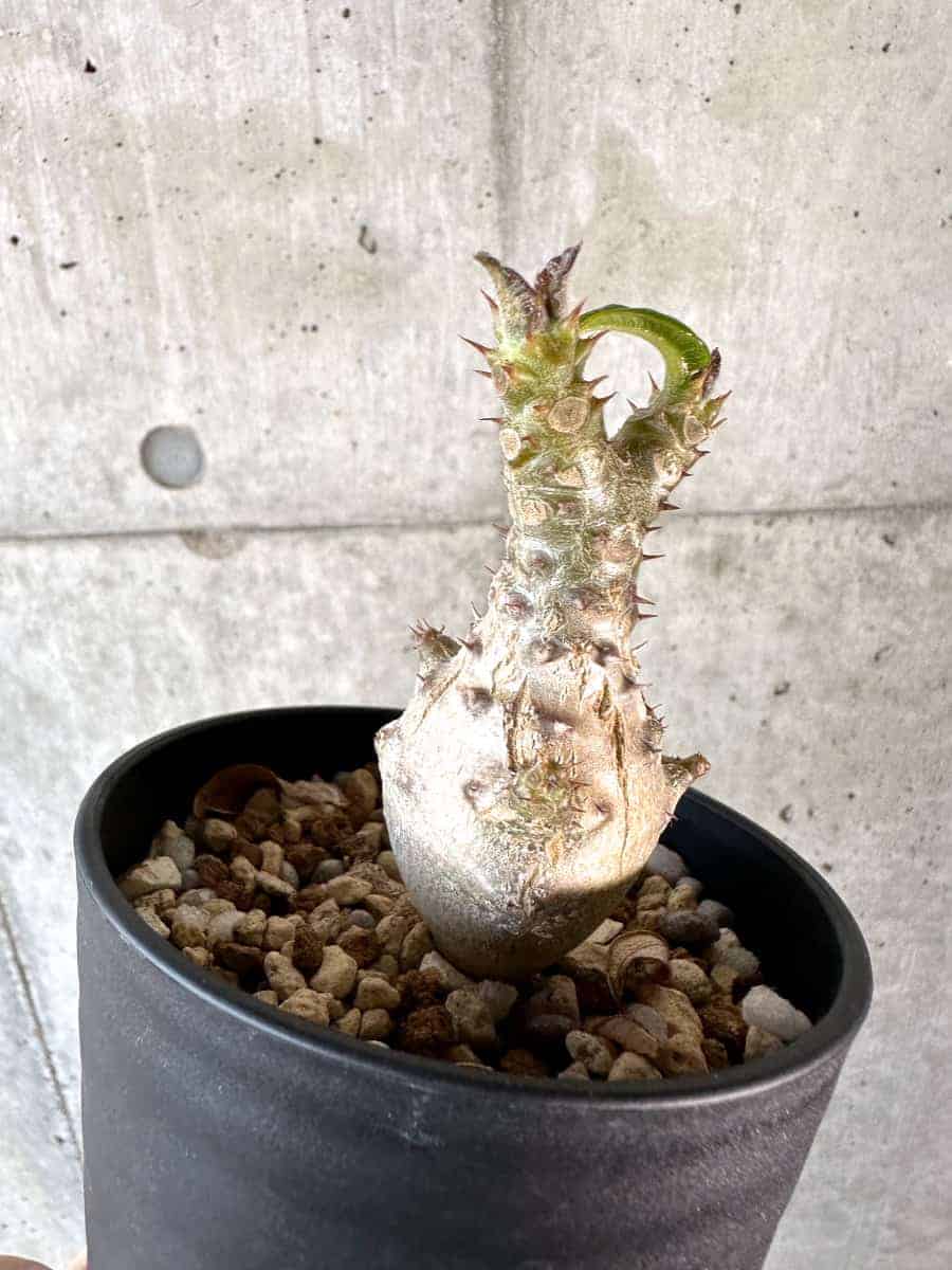 【現品限り】パキポディウム・ウィンゾリー 実生【A101】 Pachypodium windsorii