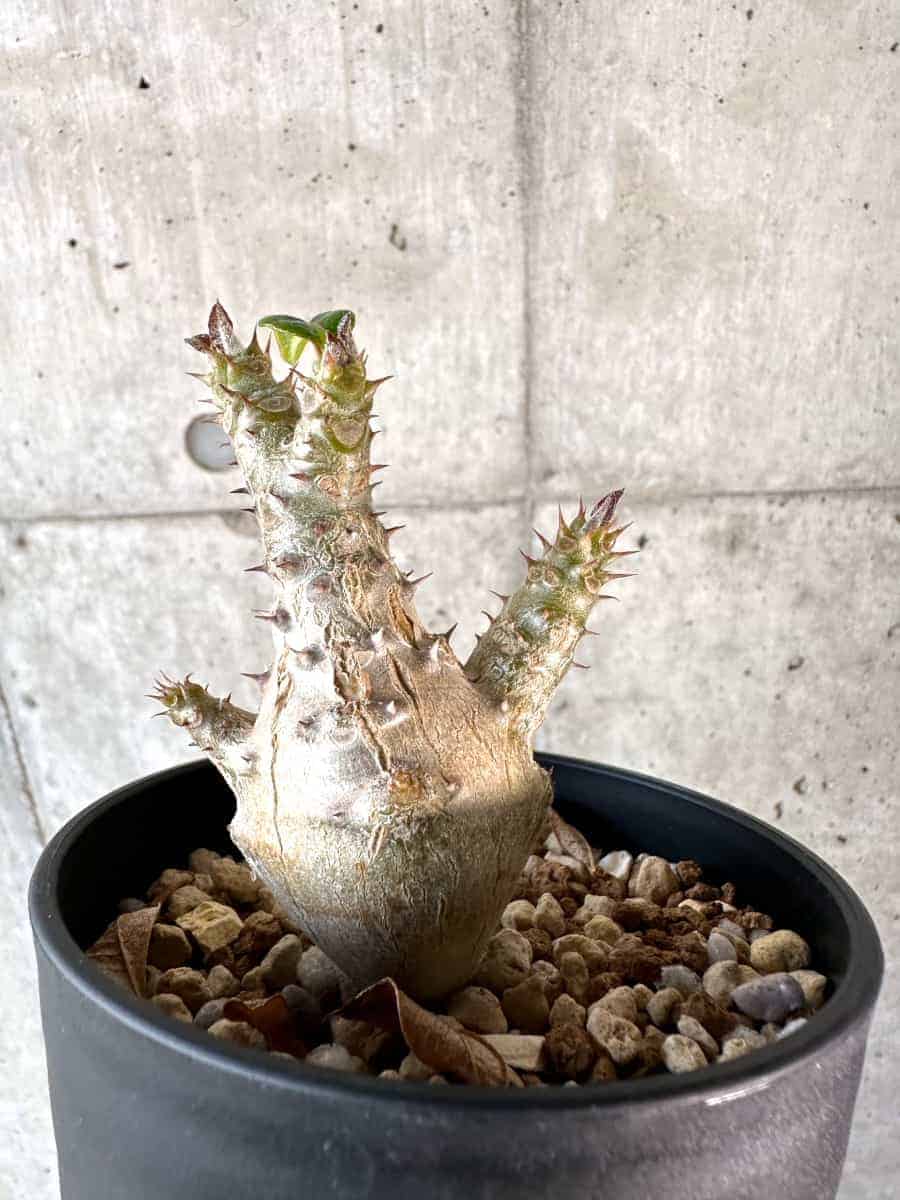 【現品限り】パキポディウム・ウィンゾリー 実生【A101】 Pachypodium windsorii