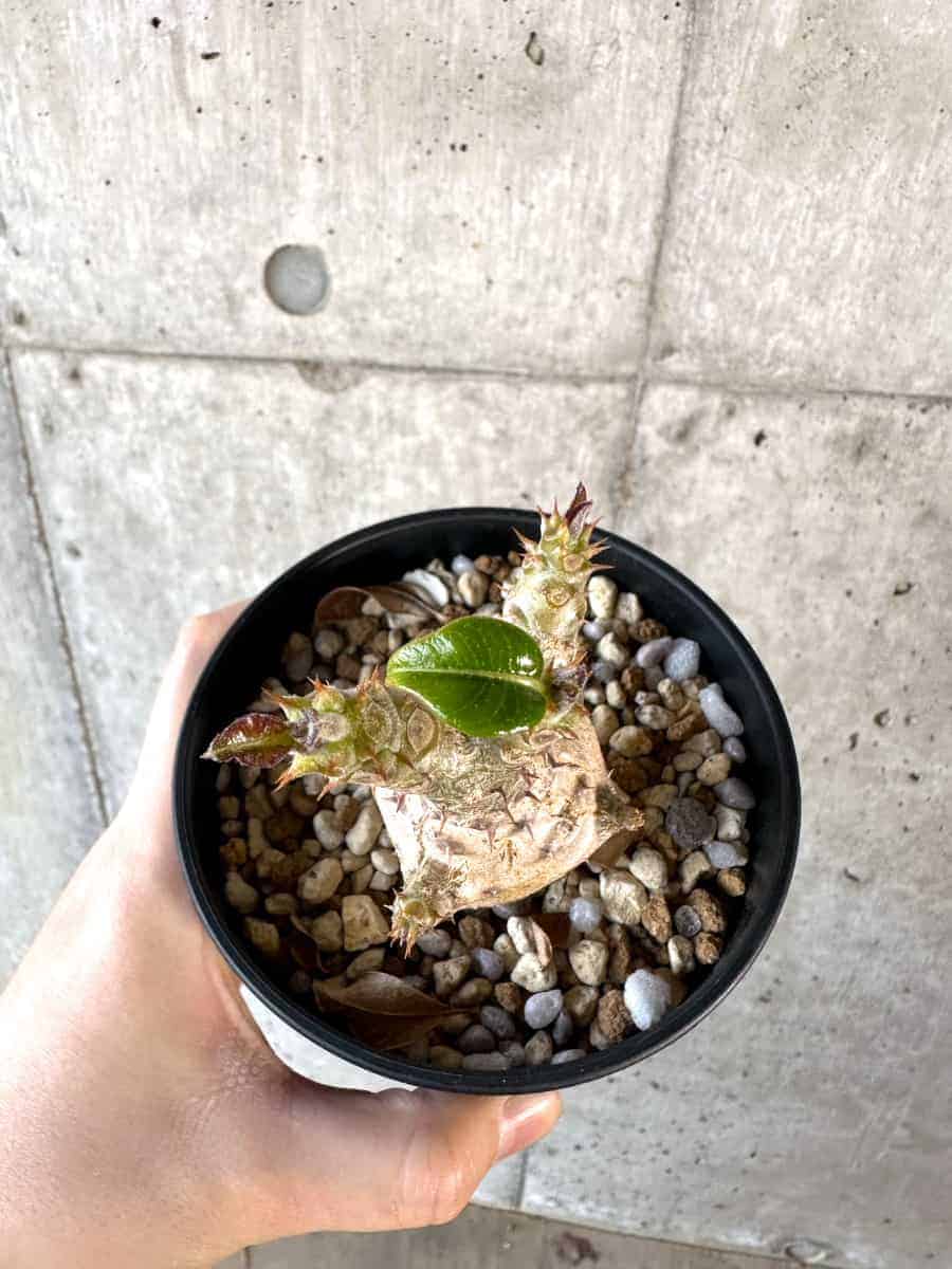 現品限り】パキポディウム・ウィンゾリー 実生【A101】 Pachypodium