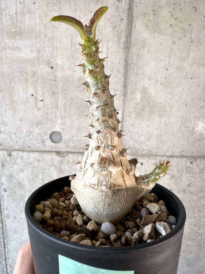 【現品限り】パキポディウム・ウィンゾリー 実生【A102】 Pachypodium windsorii