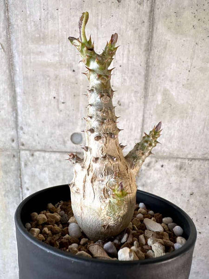 【現品限り】パキポディウム・ウィンゾリー 実生【A102】 Pachypodium windsorii