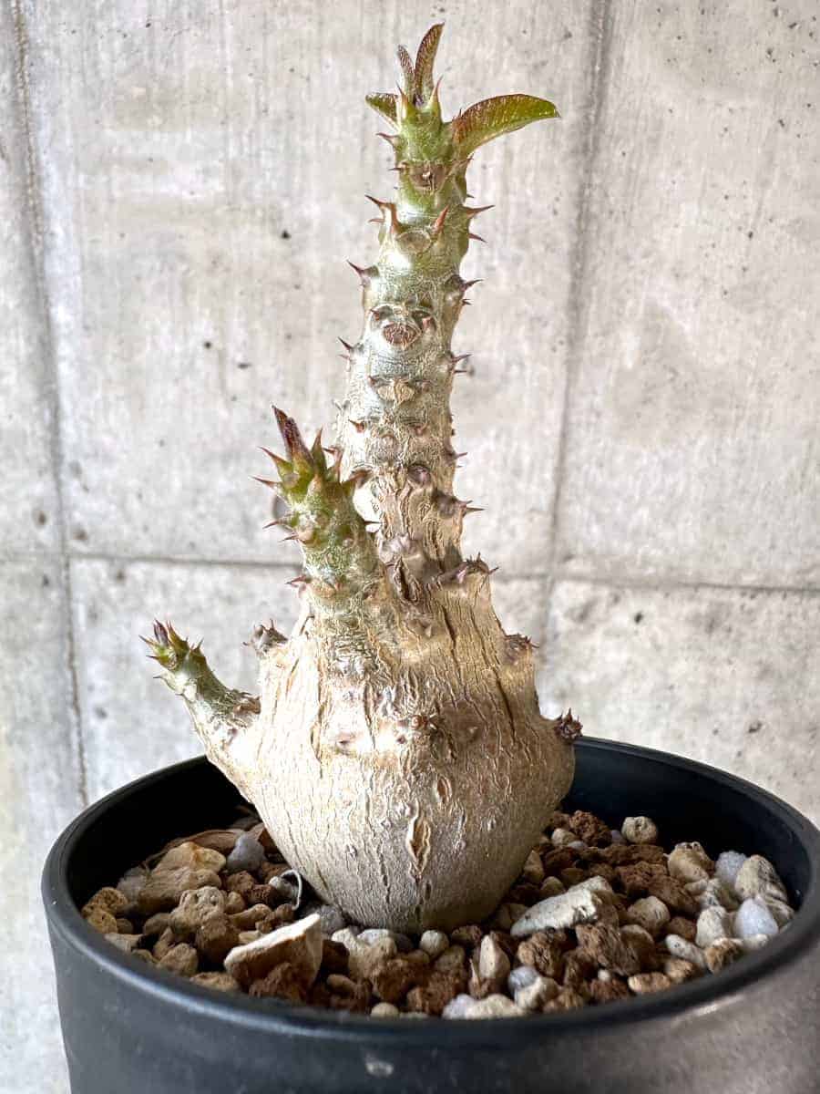 【現品限り】パキポディウム・ウィンゾリー 実生【A102】 Pachypodium windsorii