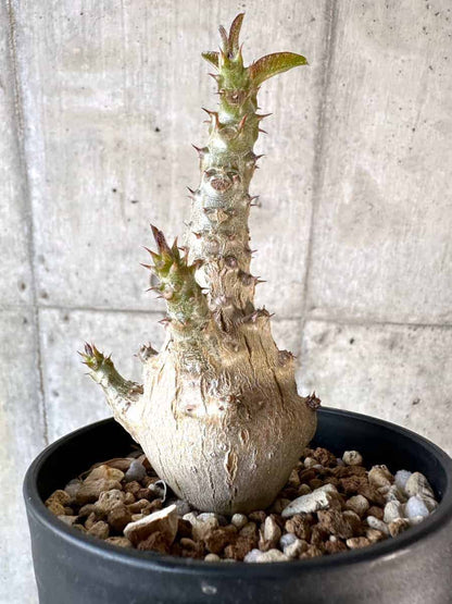 【現品限り】パキポディウム・ウィンゾリー 実生【A102】 Pachypodium windsorii