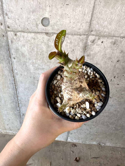 【現品限り】パキポディウム・ウィンゾリー 実生【A102】 Pachypodium windsorii