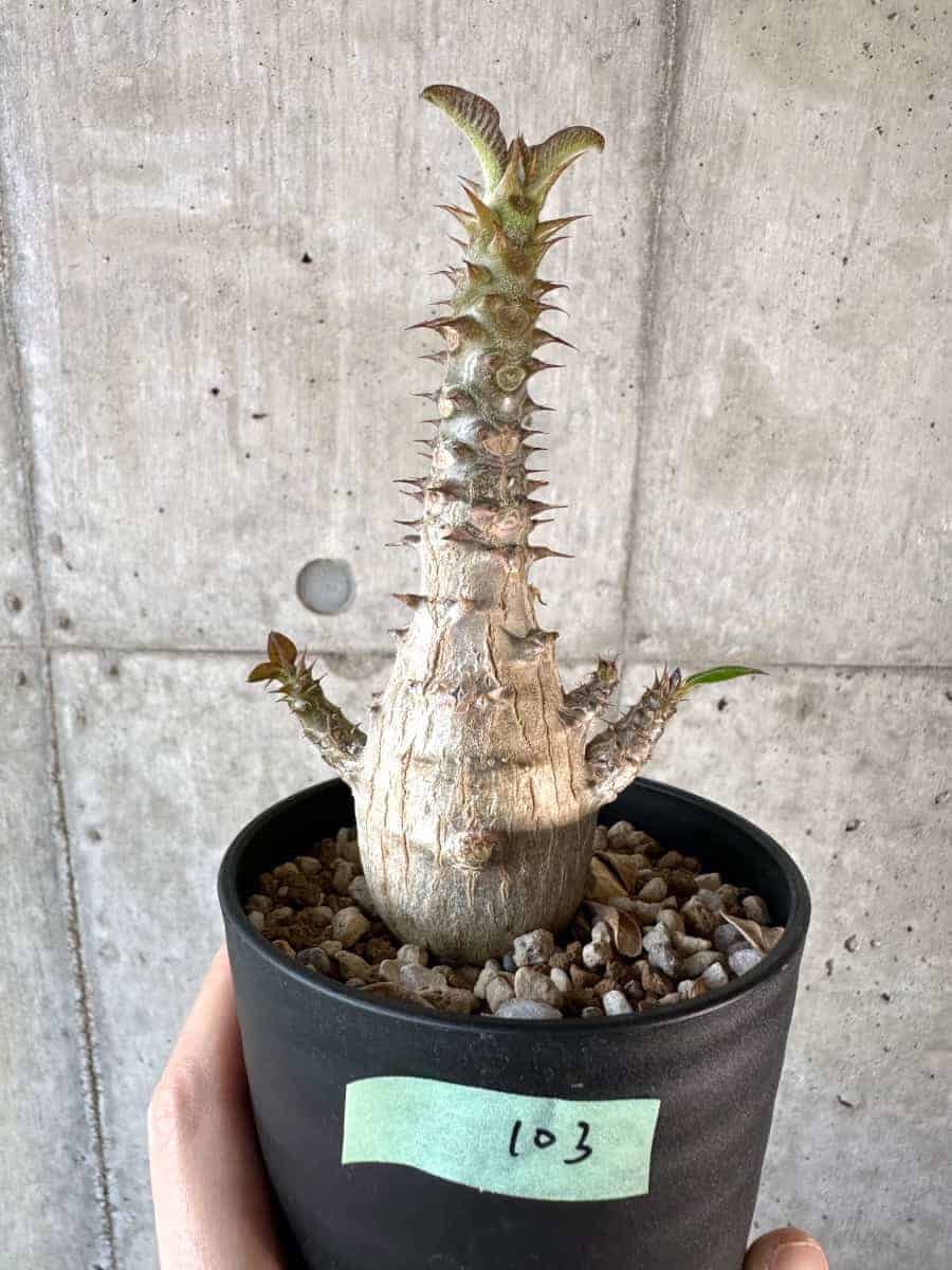 【現品限り】パキポディウム・ウィンゾリー 実生【A103】 Pachypodium windsorii