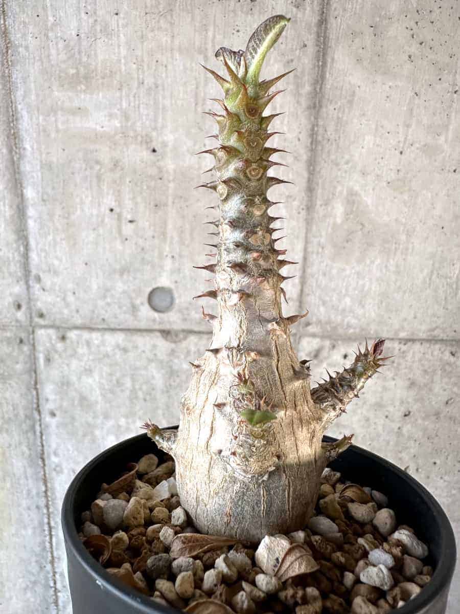 【現品限り】パキポディウム・ウィンゾリー 実生【A103】 Pachypodium windsorii