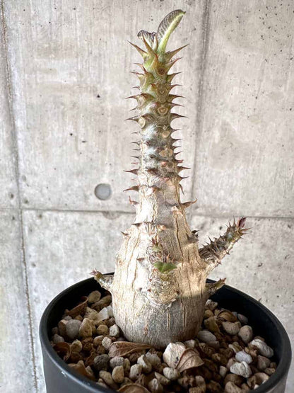 【現品限り】パキポディウム・ウィンゾリー 実生【A103】 Pachypodium windsorii