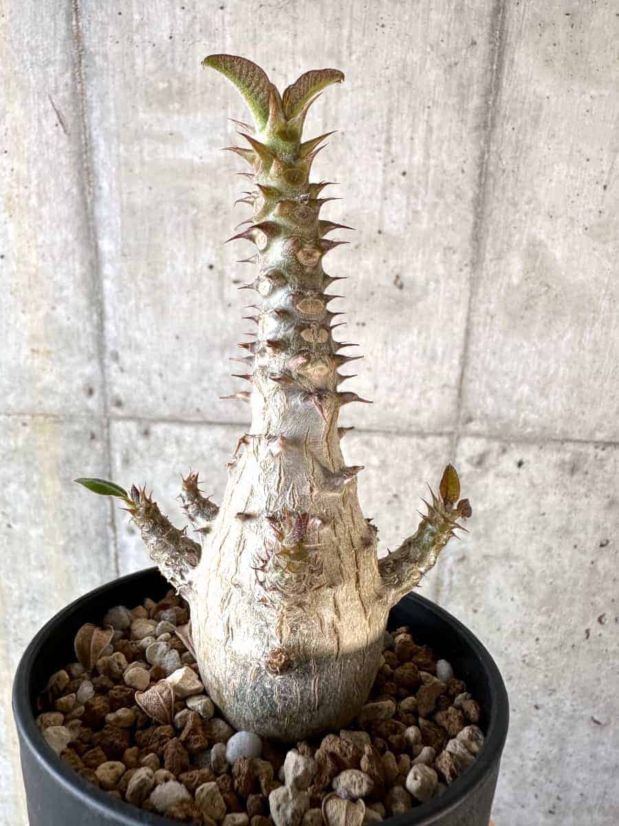 【現品限り】パキポディウム・ウィンゾリー 実生【A103】 Pachypodium windsorii