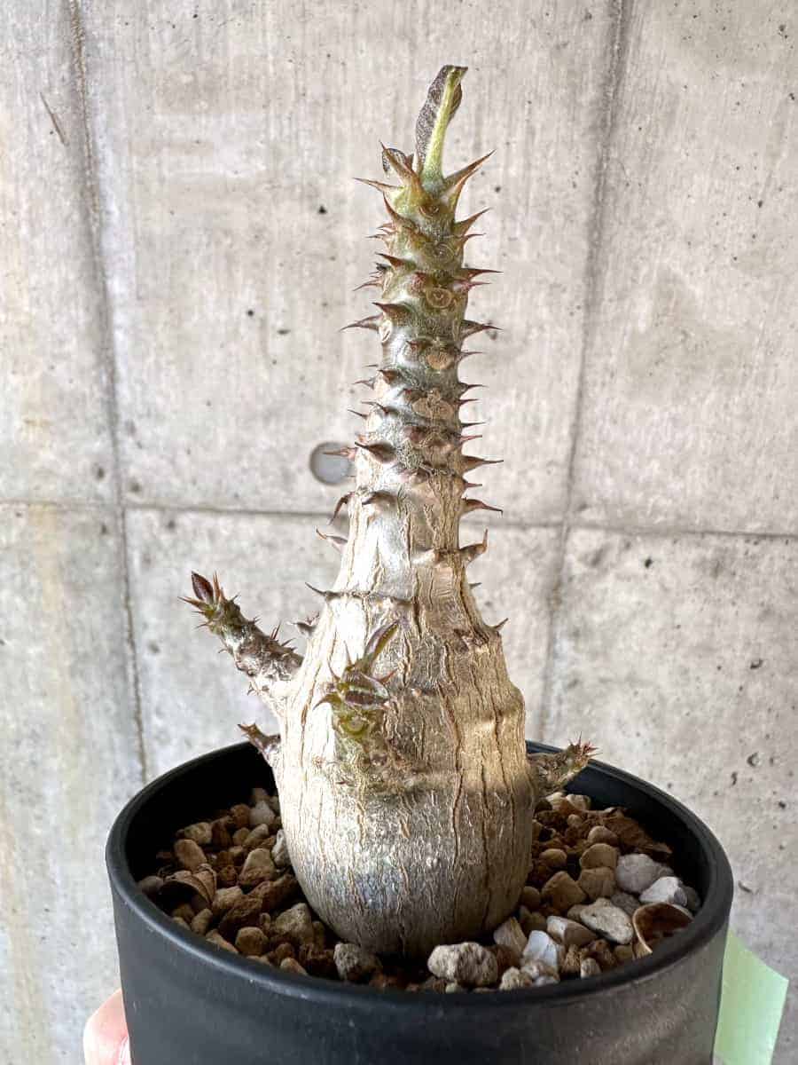 【現品限り】パキポディウム・ウィンゾリー 実生【A103】 Pachypodium windsorii