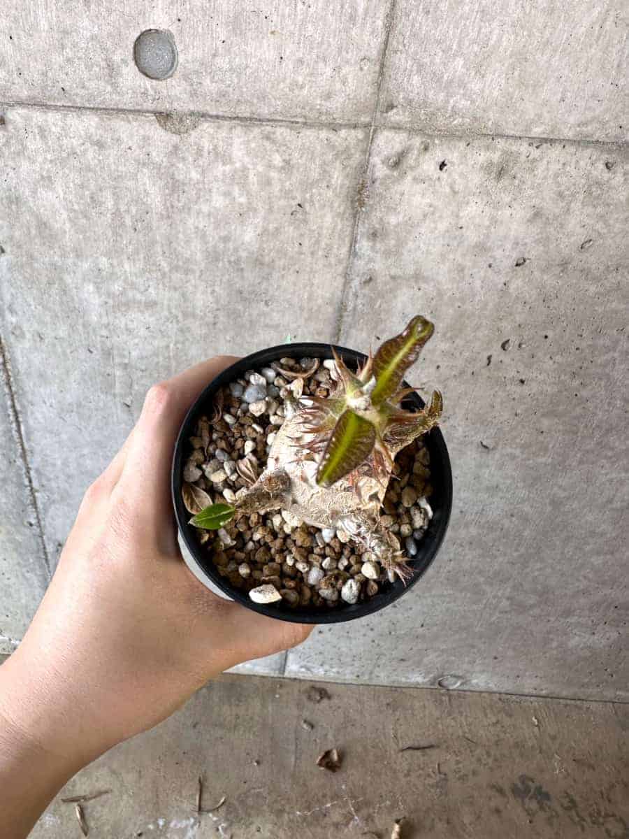 【現品限り】パキポディウム・ウィンゾリー 実生【A103】 Pachypodium windsorii