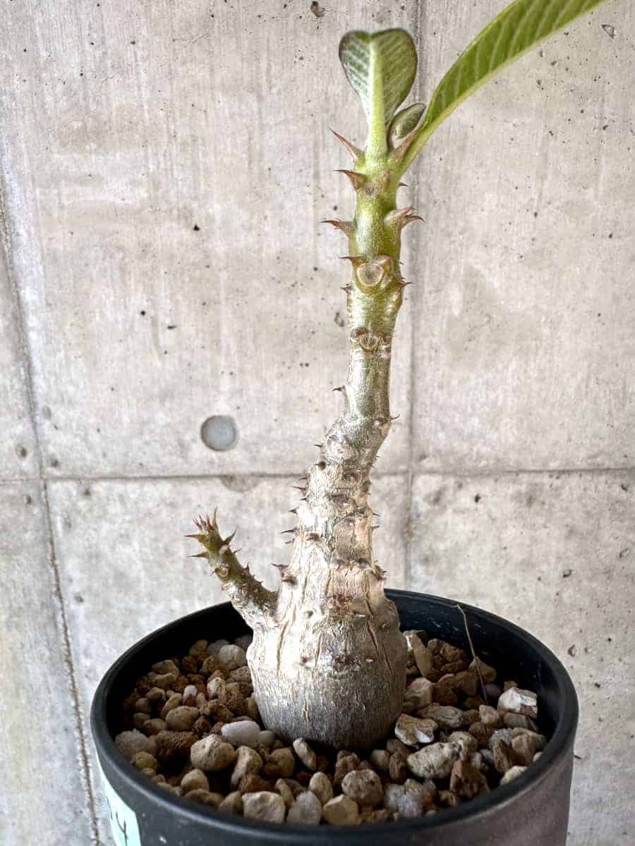 【現品限り】パキポディウム・ウィンゾリー 実生【A104】 Pachypodium windsorii