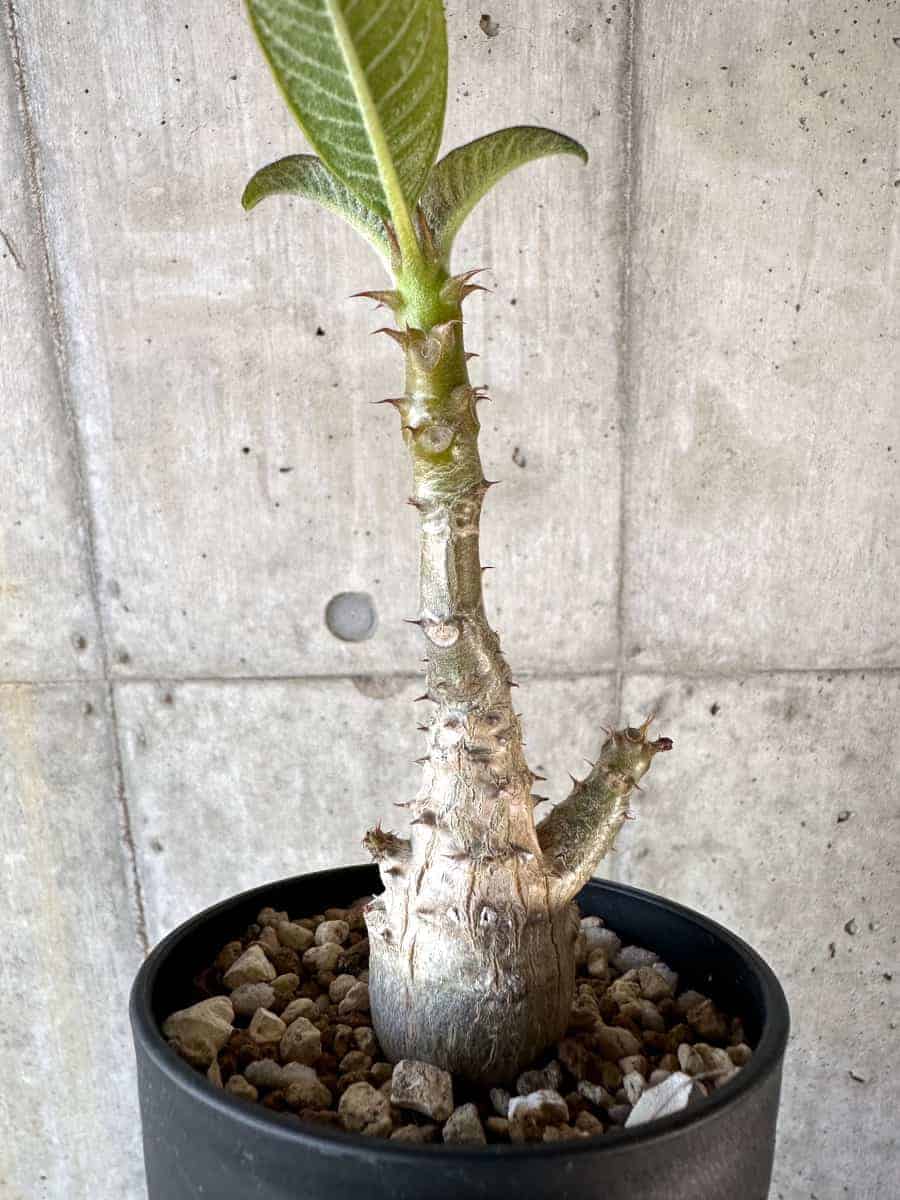 【現品限り】パキポディウム・ウィンゾリー 実生【A104】 Pachypodium windsorii