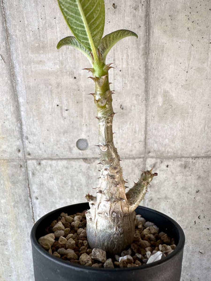 【現品限り】パキポディウム・ウィンゾリー 実生【A104】 Pachypodium windsorii