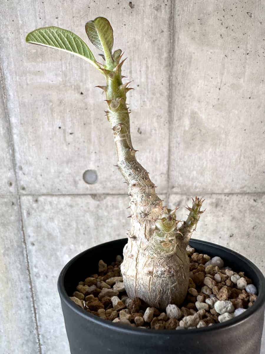 現品限り】パキポディウム・ウィンゾリー 実生【A104】 Pachypodium