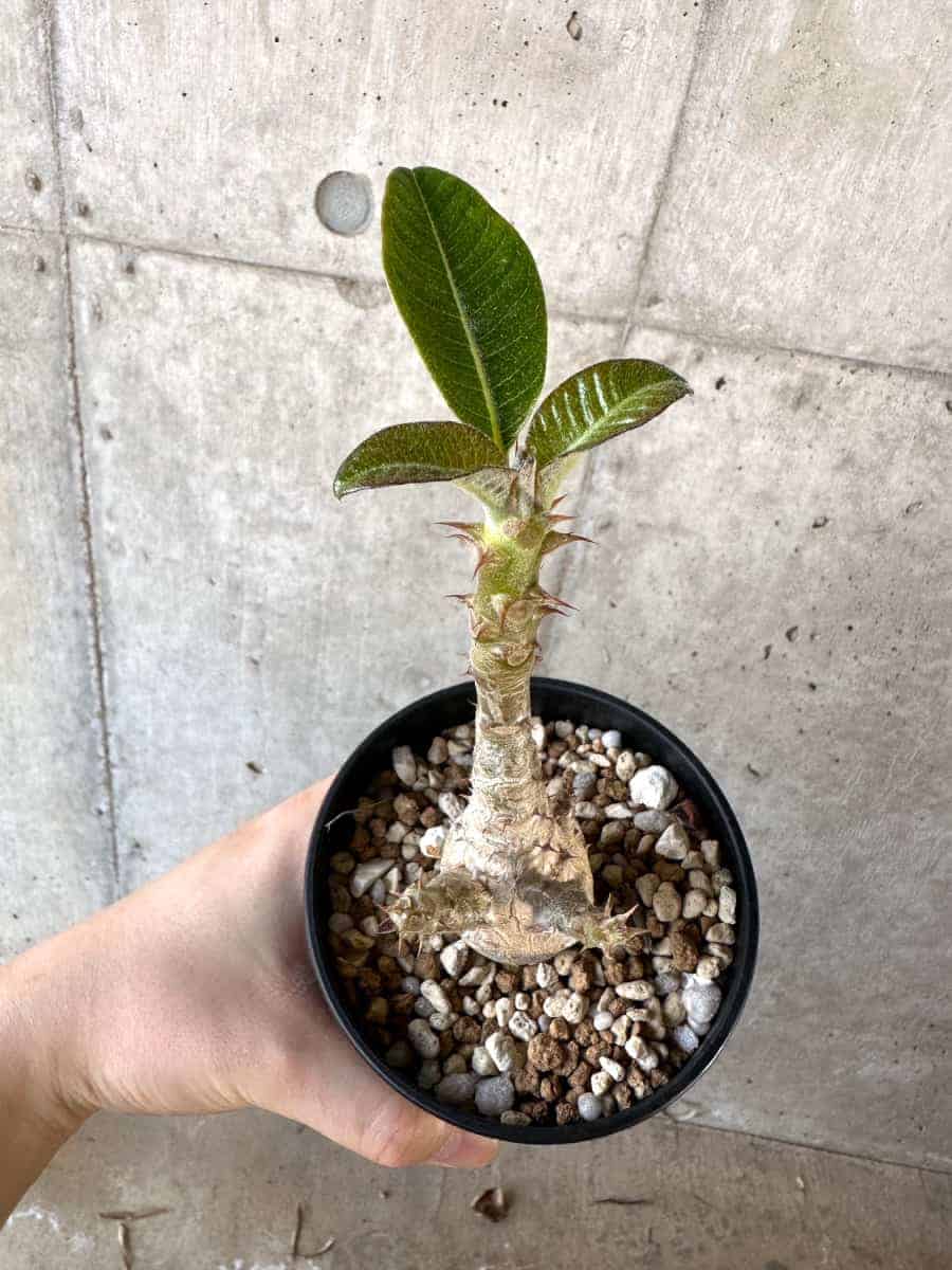 【現品限り】パキポディウム・ウィンゾリー 実生【A104】 Pachypodium windsorii