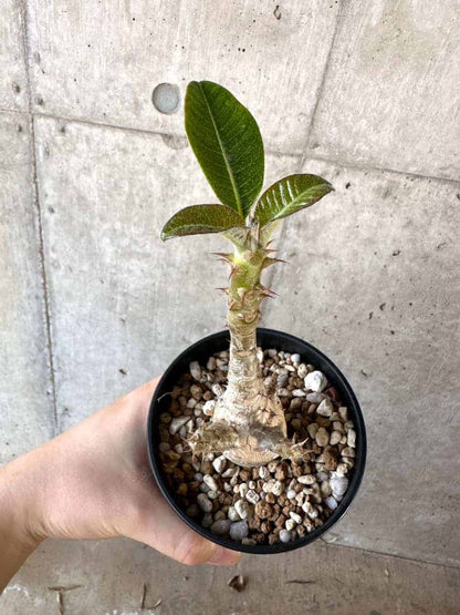 【現品限り】パキポディウム・ウィンゾリー 実生【A104】 Pachypodium windsorii