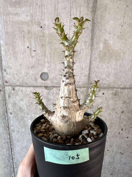 【現品限り】パキポディウム・ウィンゾリー 実生【A105】 Pachypodium windsorii
