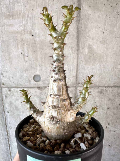 【現品限り】パキポディウム・ウィンゾリー 実生【A105】 Pachypodium windsorii