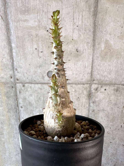 【現品限り】パキポディウム・ウィンゾリー 実生【A105】 Pachypodium windsorii