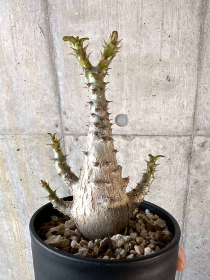 【現品限り】パキポディウム・ウィンゾリー 実生【A105】 Pachypodium windsorii