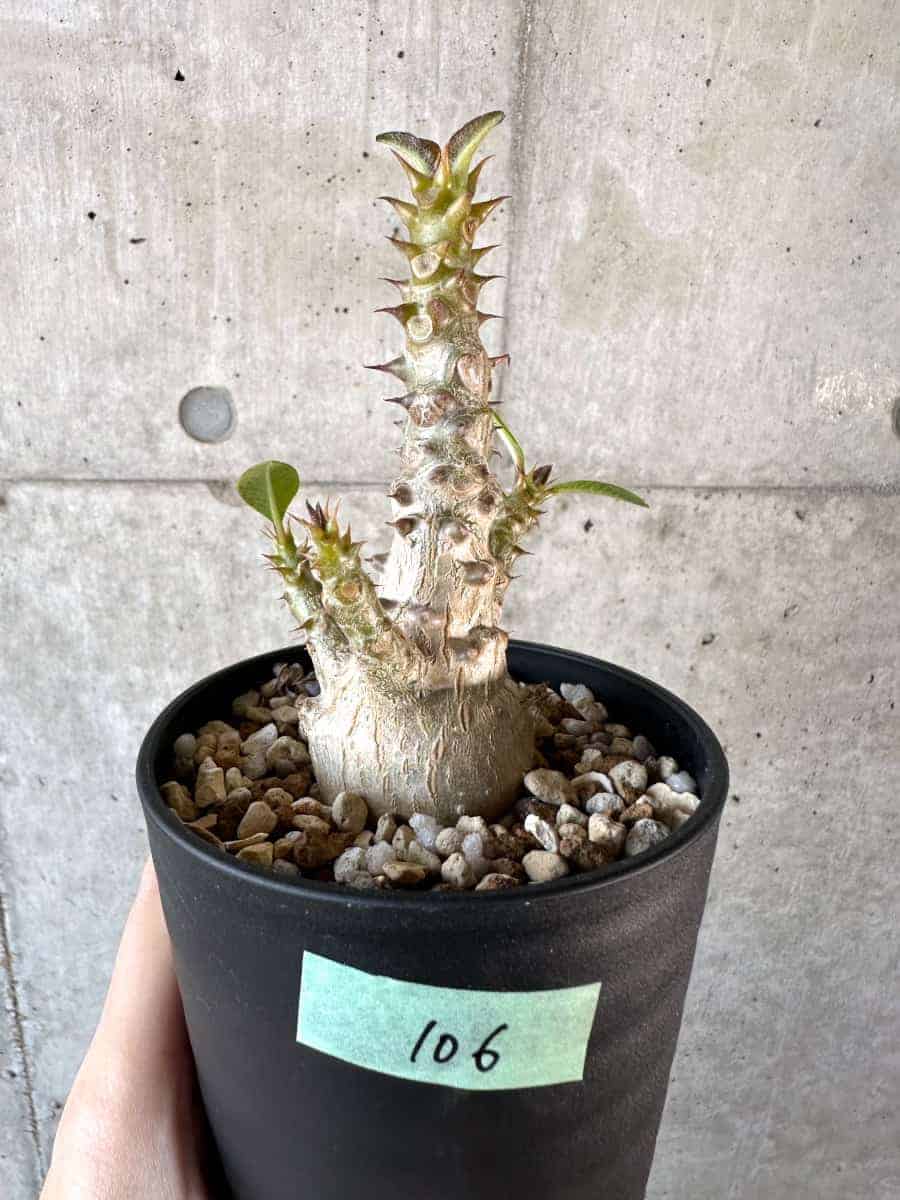 【現品限り】パキポディウム・ウィンゾリー 実生【A106】 Pachypodium windsorii