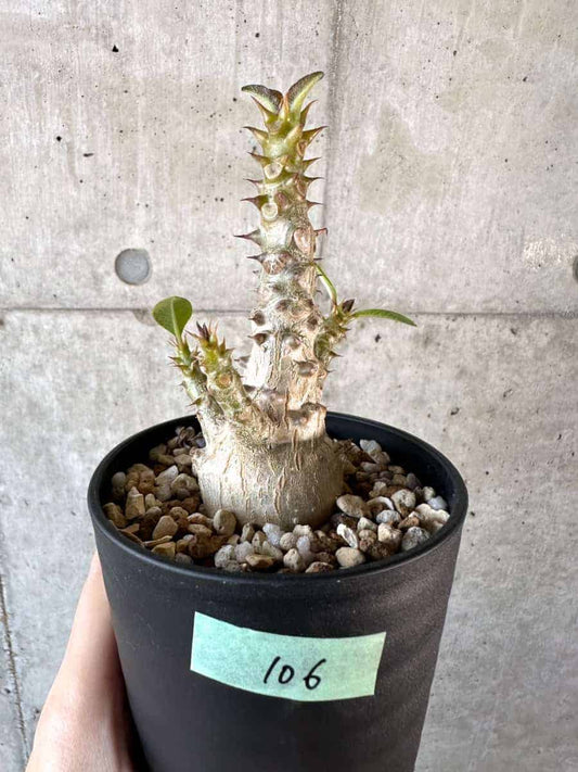 【現品限り】パキポディウム・ウィンゾリー 実生【A106】 Pachypodium windsorii