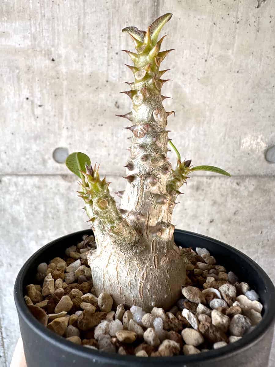 【現品限り】パキポディウム・ウィンゾリー 実生【A106】 Pachypodium windsorii