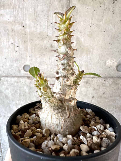 【現品限り】パキポディウム・ウィンゾリー 実生【A106】 Pachypodium windsorii