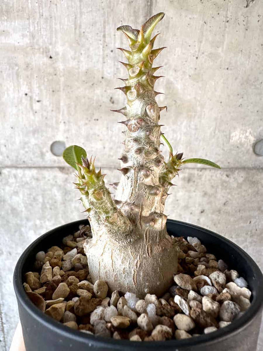 【現品限り】パキポディウム・ウィンゾリー 実生【A106】 Pachypodium windsorii