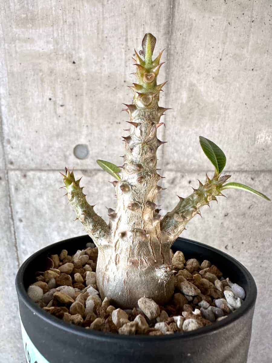 【現品限り】パキポディウム・ウィンゾリー 実生【A106】 Pachypodium windsorii
