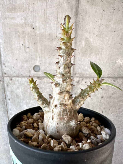 【現品限り】パキポディウム・ウィンゾリー 実生【A106】 Pachypodium windsorii