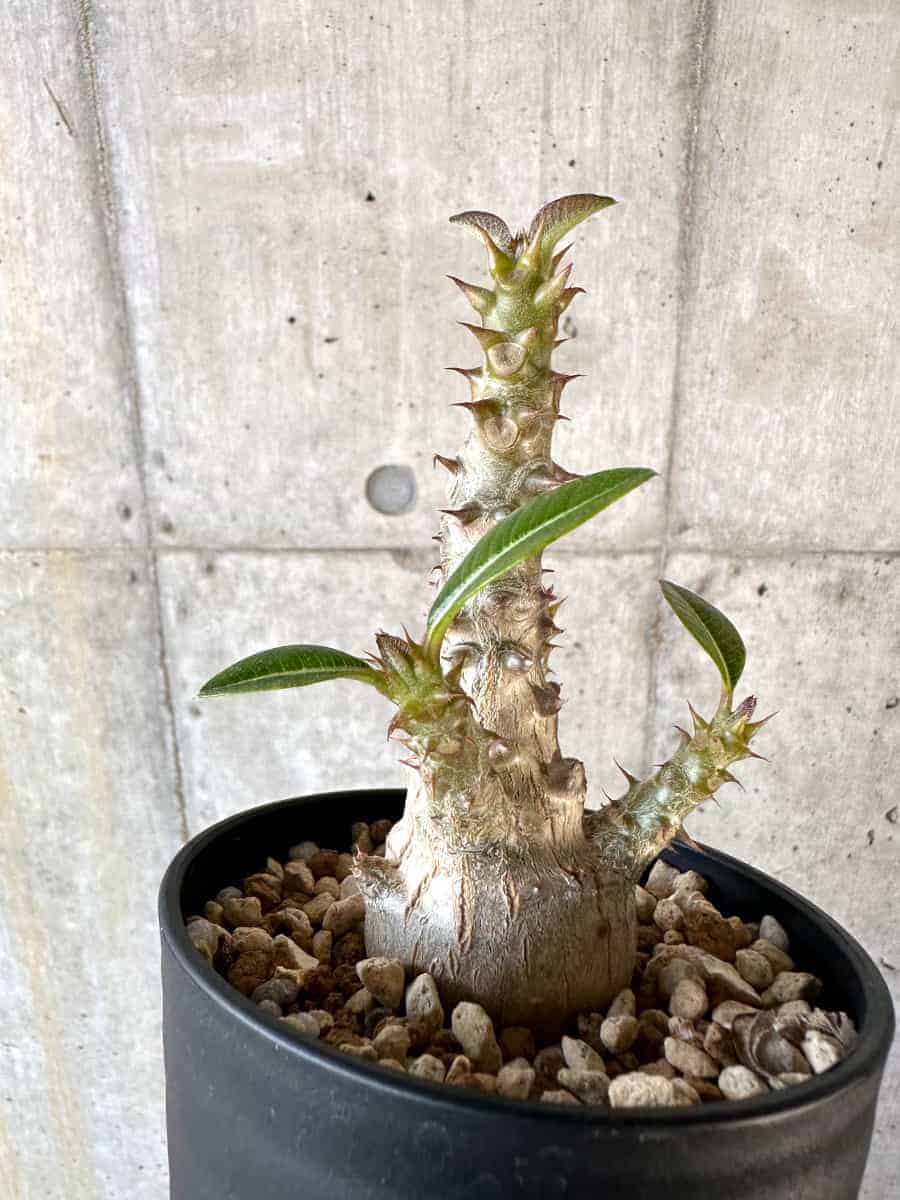 【現品限り】パキポディウム・ウィンゾリー 実生【A106】 Pachypodium windsorii