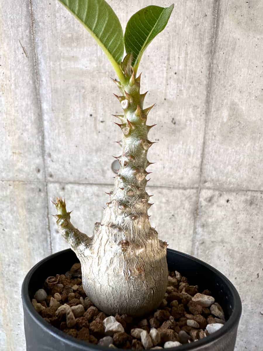 【現品限り】パキポディウム・ウィンゾリー 実生【A107】 Pachypodium windsorii