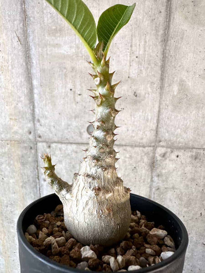 【現品限り】パキポディウム・ウィンゾリー 実生【A107】 Pachypodium windsorii