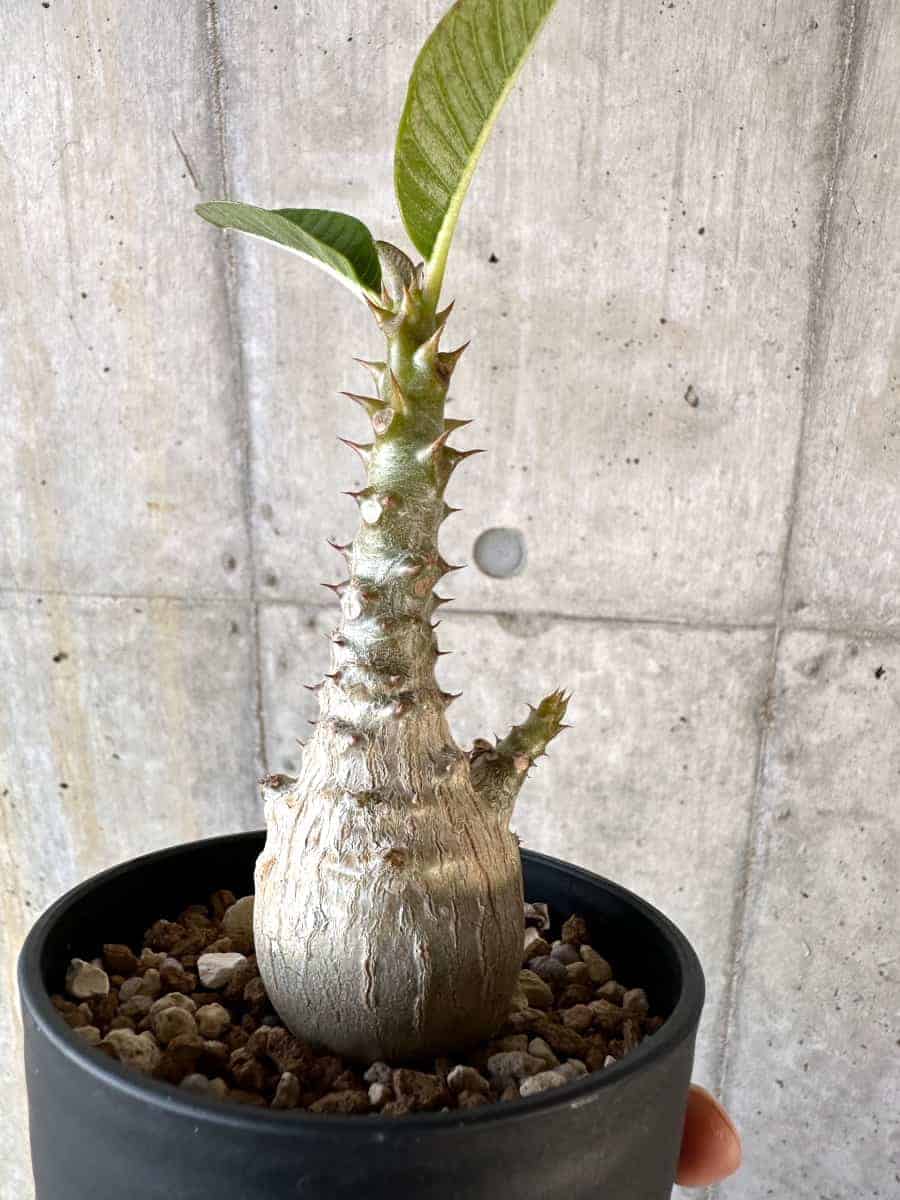 【現品限り】パキポディウム・ウィンゾリー 実生【A107】 Pachypodium windsorii
